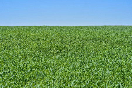 夏天的风景,以农民的田地的形式留在远处和蓝天上.背景照片