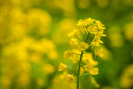 成都油菜花特写图片