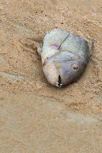 海滩上留下的死鱼头