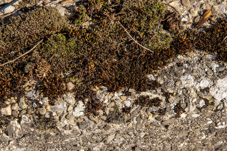 粗混凝土石材地板上的背景苔藓图片