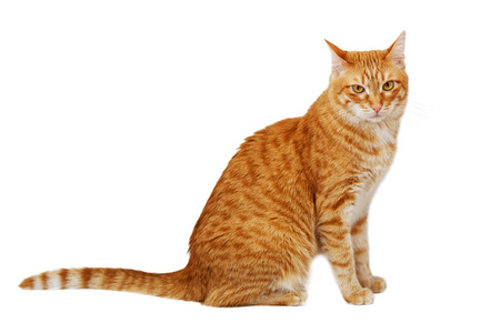 一只红猫侧身坐着,一眼望去,直奔加州照片