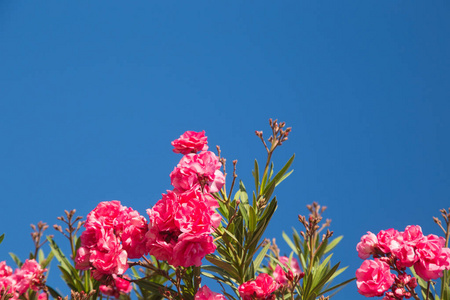 春橙花园里盛开着粉红色的夹竹桃花或橙花,背景是蓝色明亮的天空.