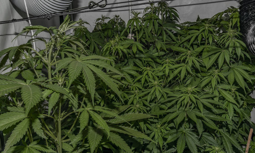 大麻花图片 大麻花素材 大麻花插画 摄图新视界