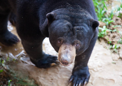 坐在马来亚太阳熊图片
