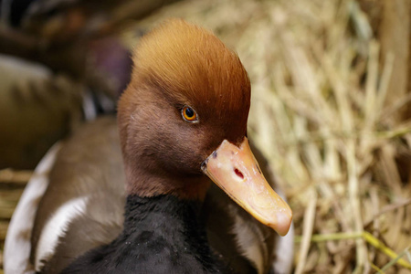 鸳鸯头草场图片