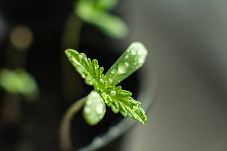 阳光下的幼苗,番茄幼苗的小绿芽小南瓜(西葫芦)幼苗和钢铲和在小棕盆