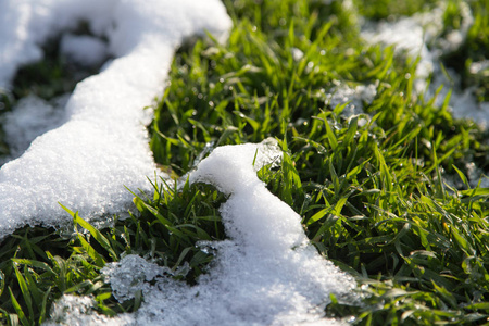 大自然绿草上的雪图片