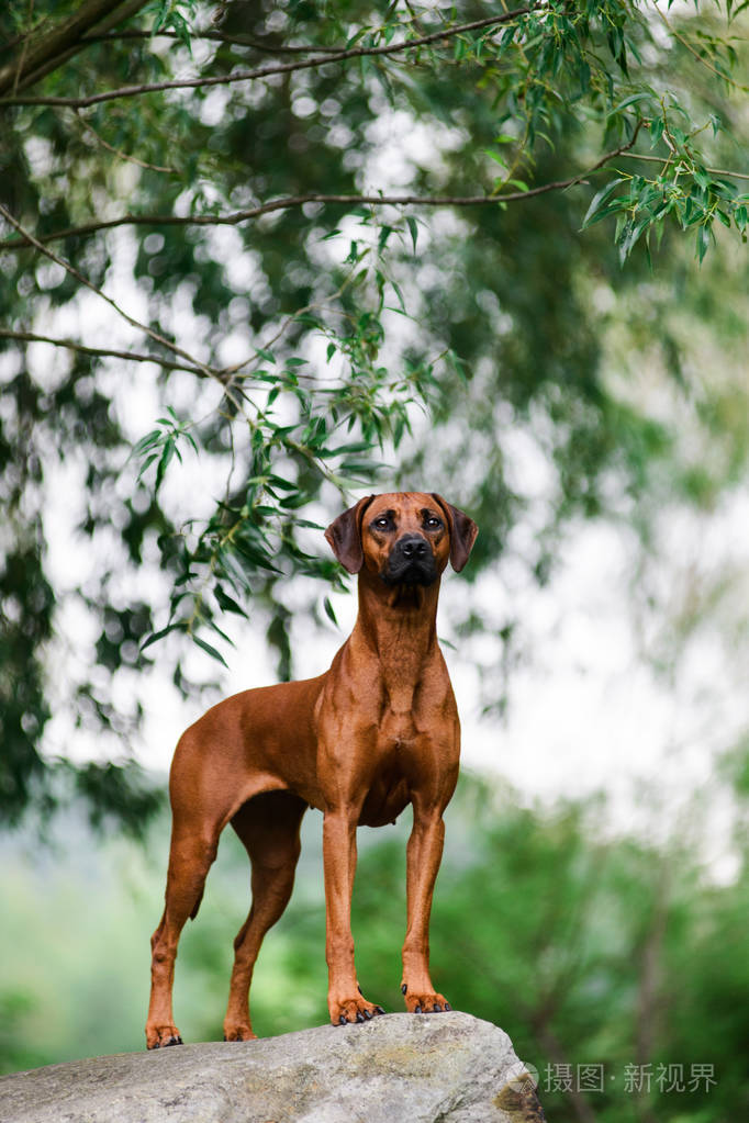 细心的罗得西亚脊背犬站在美丽的风景岩石上