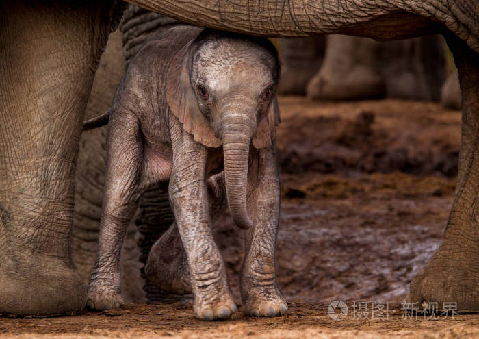 最近 动物 自然 可爱的 出生 母亲 宝贝 安全 大象 保护