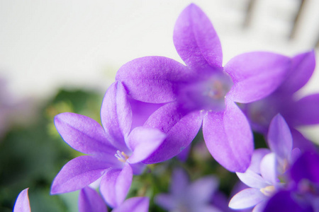 紫罗兰花铃铛特写照片