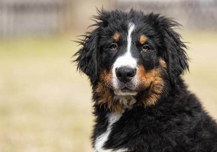 伯尔尼山狗图片小狗品种散步图片