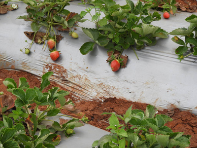 种八十九个草莓图片