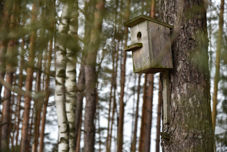 在树上手工制作的鸟用木屋图片