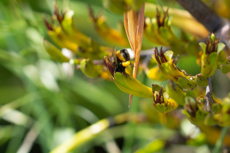 新西兰亚麻花上的蜜蜂特写镜头图片