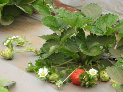 有飞雾的植物图片