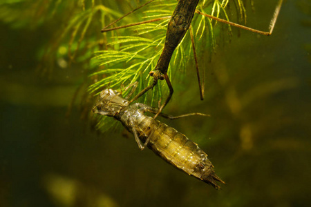 water stick insect  ranatra linearis under water with caught pr