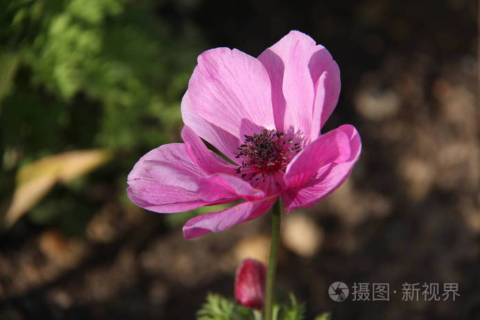 植物学 夏天 春天 植物区系 生长 园艺 盛开 特写镜头