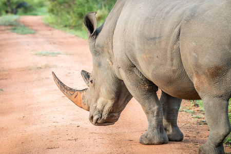 一只大的雄性犀牛侧面.照片