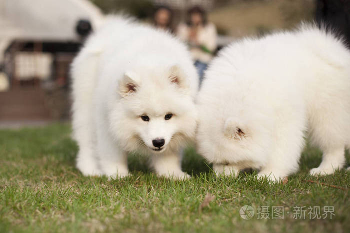 可爱的 犬科动物 小狗 毛茸茸的 动物群 动物 宠物 毛皮