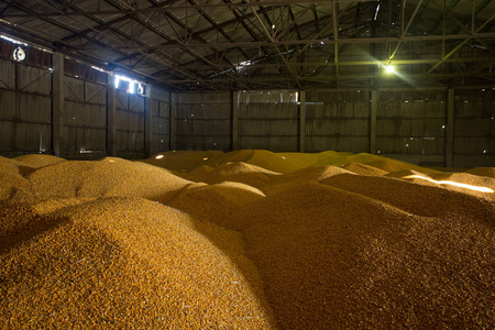 储藏玉米和谷物产品的庇护所.旧粮仓的屋顶下建了一大堆粮食.
