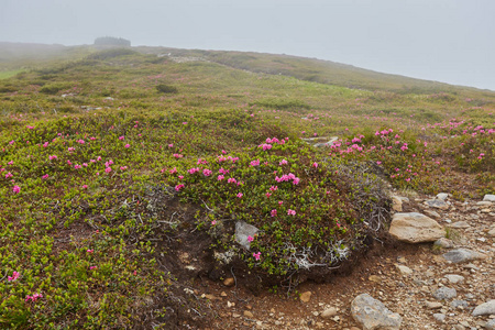 穿过盛开的杜鹃花山谷的山路图片