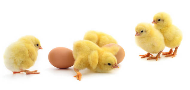黄色的小鸡和鸡蛋图片