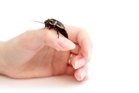 大蟑螂坐在手上.孤立的照片