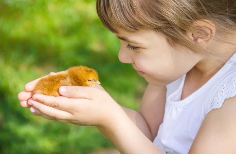 持有小鸡图片