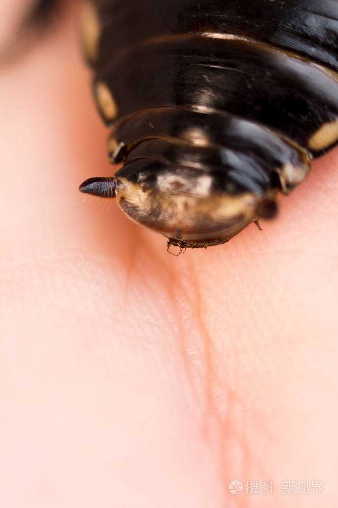 有橙色斑点的小蟑螂蟑螂发光斑蟑螂大蟑螂挂在手臂上腹部背部可见脊椎