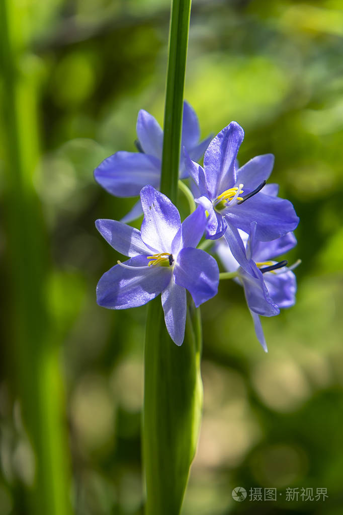 紫罗兰花特写jpg