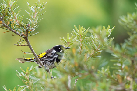科蜜新荷兰食蜜鸟-新海雀-翅膀呈黄色的澳大利亚鸟.