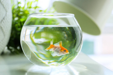 金鱼种类桌上的玻璃鱼缸照片