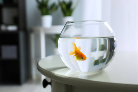 金鱼种类桌上的玻璃鱼缸照片