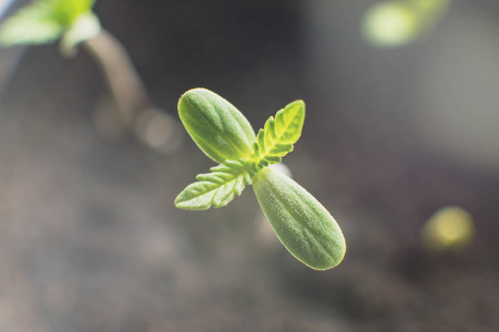 小幼苗生长大麻幼苗的一种小植物.