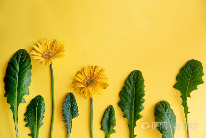 非洲菊黄色的花朵和叶子装饰在黄色背景上俯视复制空间春夏情调