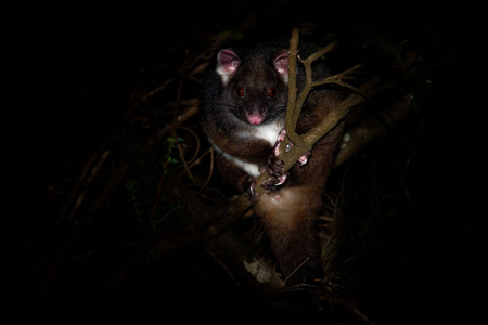 澳大利亚害虫常见的环尾负鼠-伪chevirus peregrinus是生活在澳大利亚
