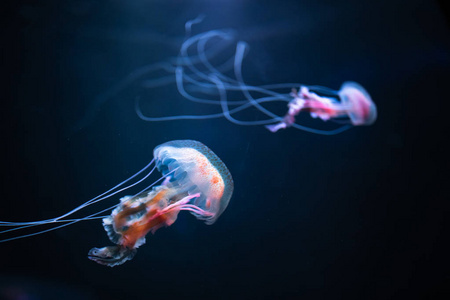 深海背景素材图片 深海背景图片素材下载 摄图新视界 深海背景素材图片 深海背景图片素材下载 摄图新视界