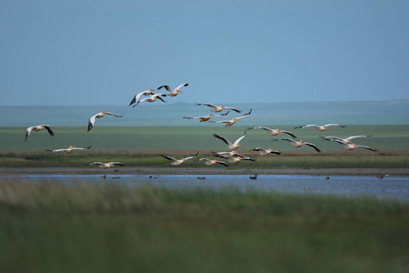飞翔一群鸟图片