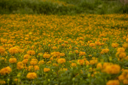 万寿菊美丽的花园图片