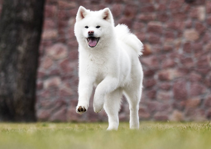 幸福盲秋田犬图片