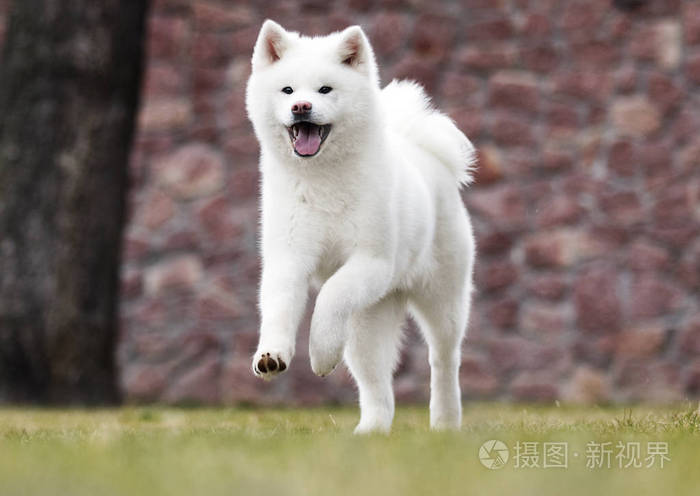 白狗秋田犬奔跑照片 正版商用图片2hpkz9 摄图新视界