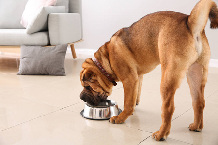 可爱有趣的狗在家喝水照片