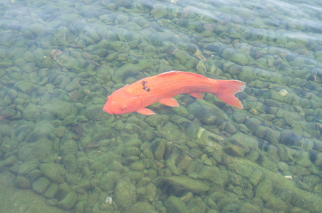 彩色装饰鱼浮在人工池塘里照片