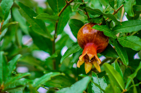 树上的石榴幼果照片