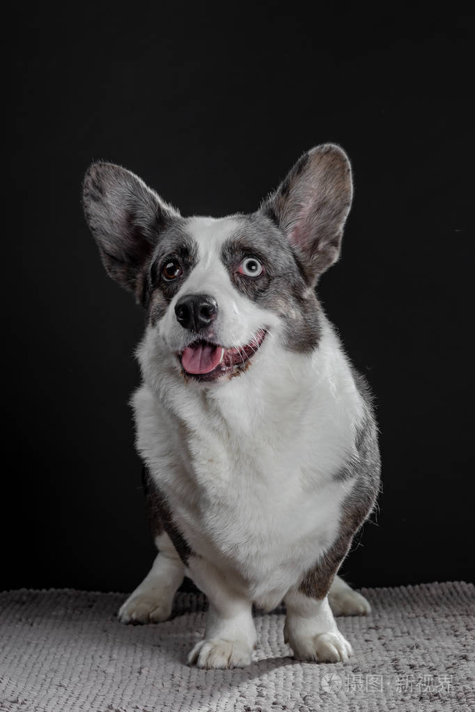 美丽的灰色科吉犬与不同颜色的眼睛特写表情