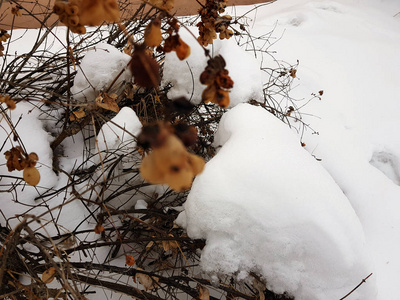 冬天雪景下灌木上的冰冻浆果图片