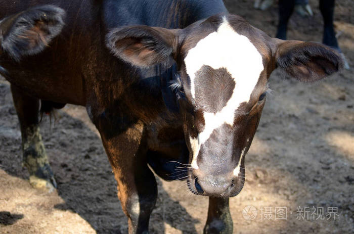 农田 国家 青少年 小牛 动物 大牧场 密西西比 农场 乡村