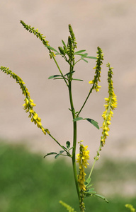 野生草木犀图片