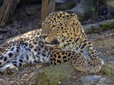 波斯豹,美洲豹,雄性卧在地上休息照片