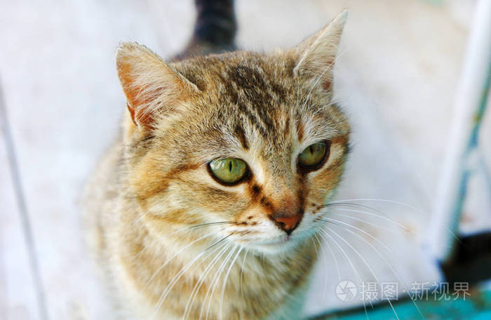 花斑猫猫头大猫眼小猫咪